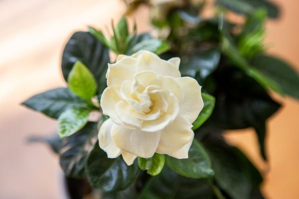 Gardenia Paradise ® White Goddess (Gardenia jasminoides) - Ladybird Nursery