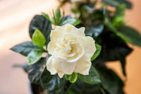 Gardenia Paradise ® White Goddess (Gardenia jasminoides)