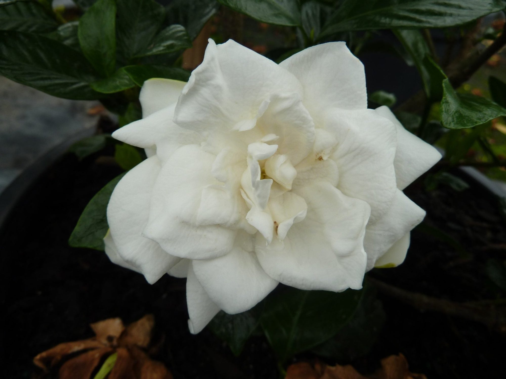 Gardenia Paradise® Jupiter - Ladybird Nursery