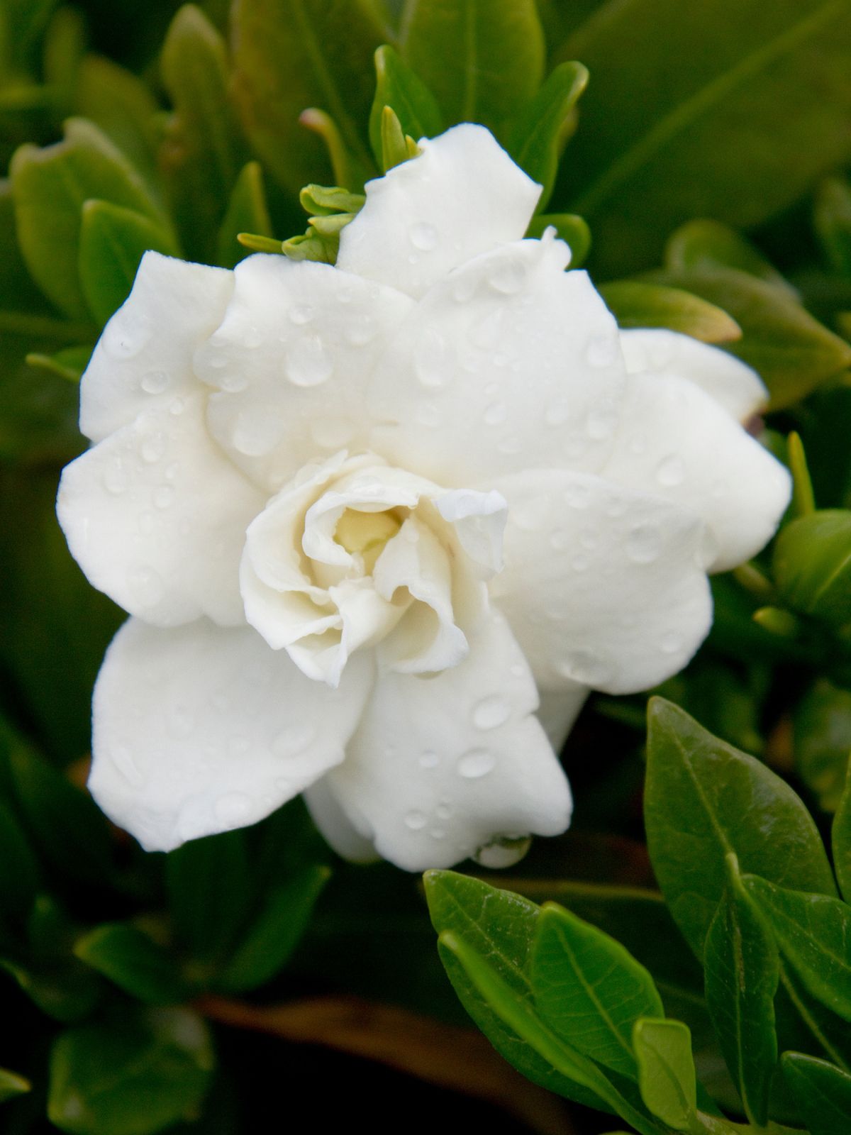 Gardenia Professor Pucci (Gardenia augusta)