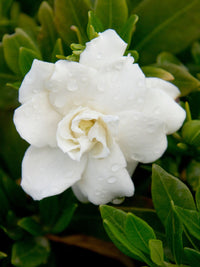 Gardenia Professor Pucci (Gardenia augusta)