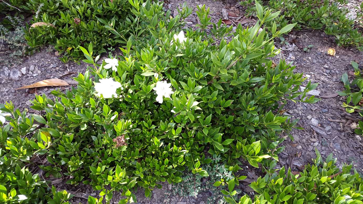 Gardenia Radicans (Gardenia augusta)