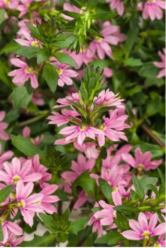Fan Flower Pink (Scaevola spp.) - Ladybird Nursery