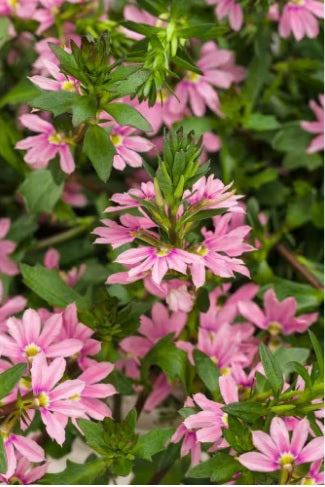 Fan Flower Pink (Scaevola spp.)