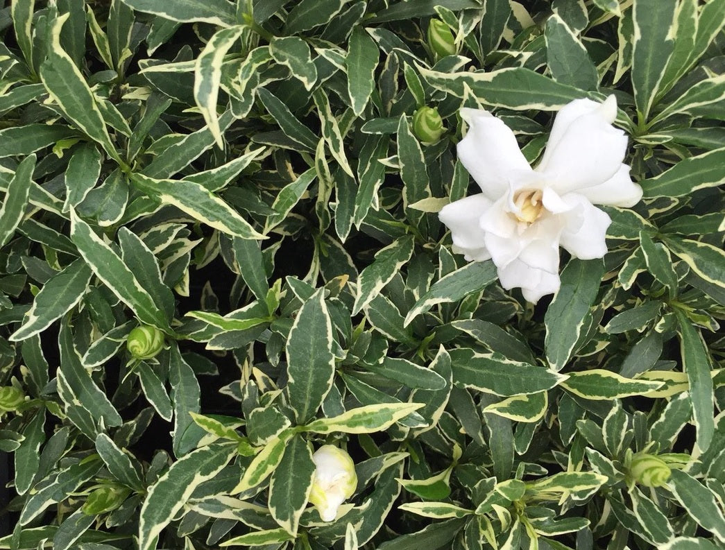 Gardenia Radicans Variegated (Gardenia augusta)