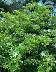 Gardenia scabrella - Ladybird Nursery
