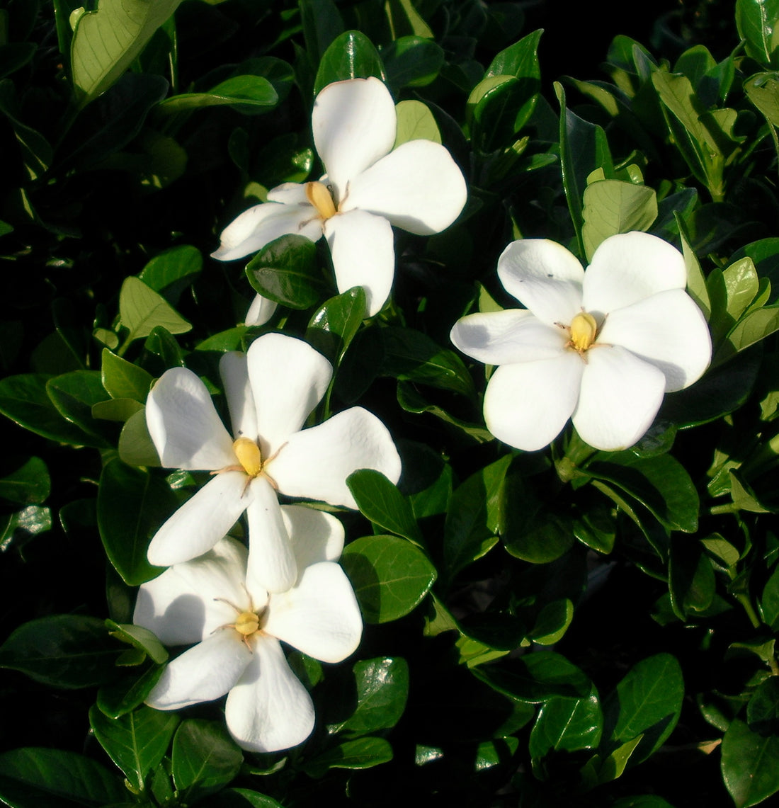 Gardenia Star (Gardenia Grandiflora) - Ladybird Nursery