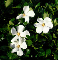 Gardenia Star (Gardenia Grandiflora)