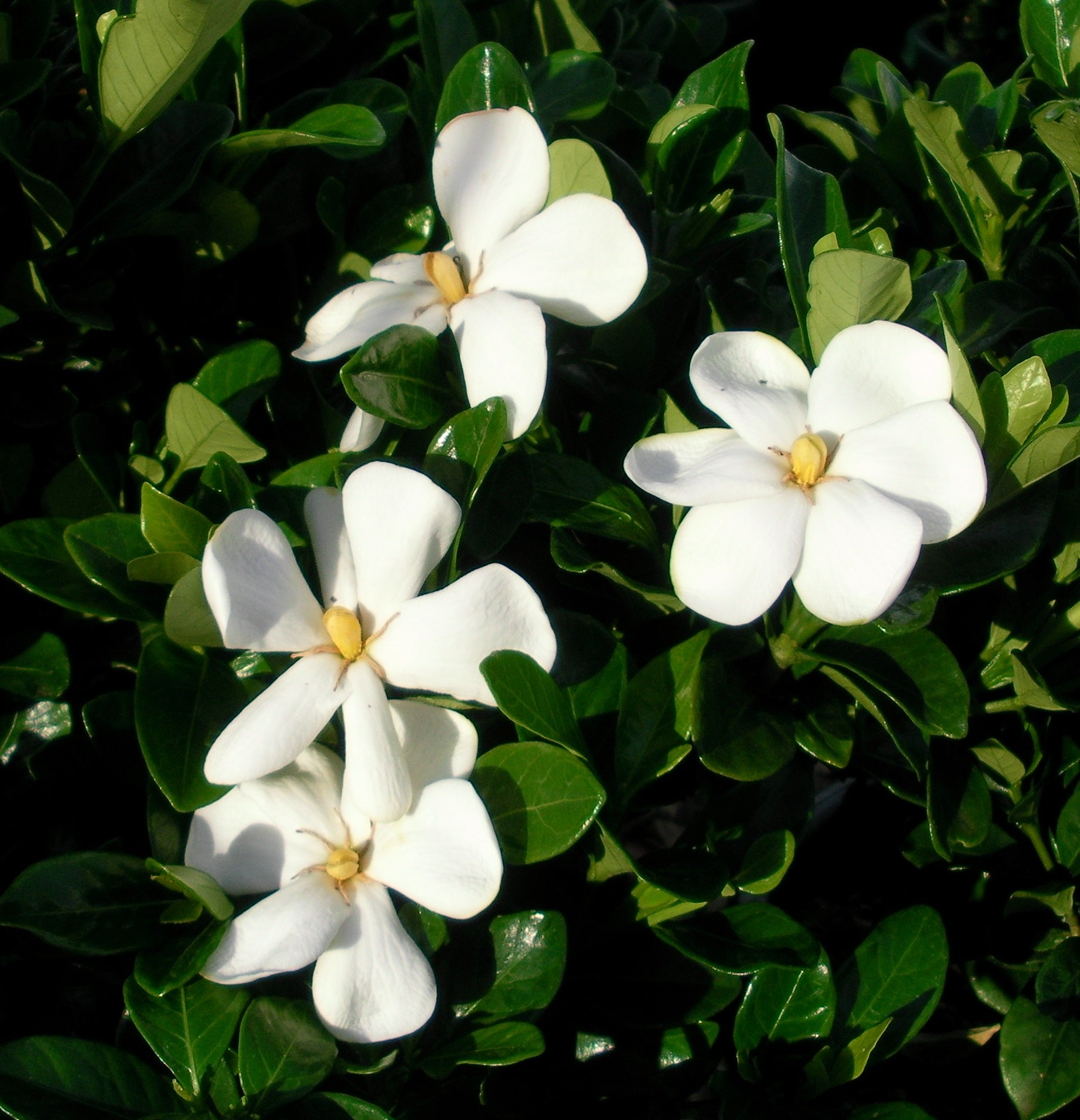 Gardenia Star (Gardenia Grandiflora) - Ladybird Nursery