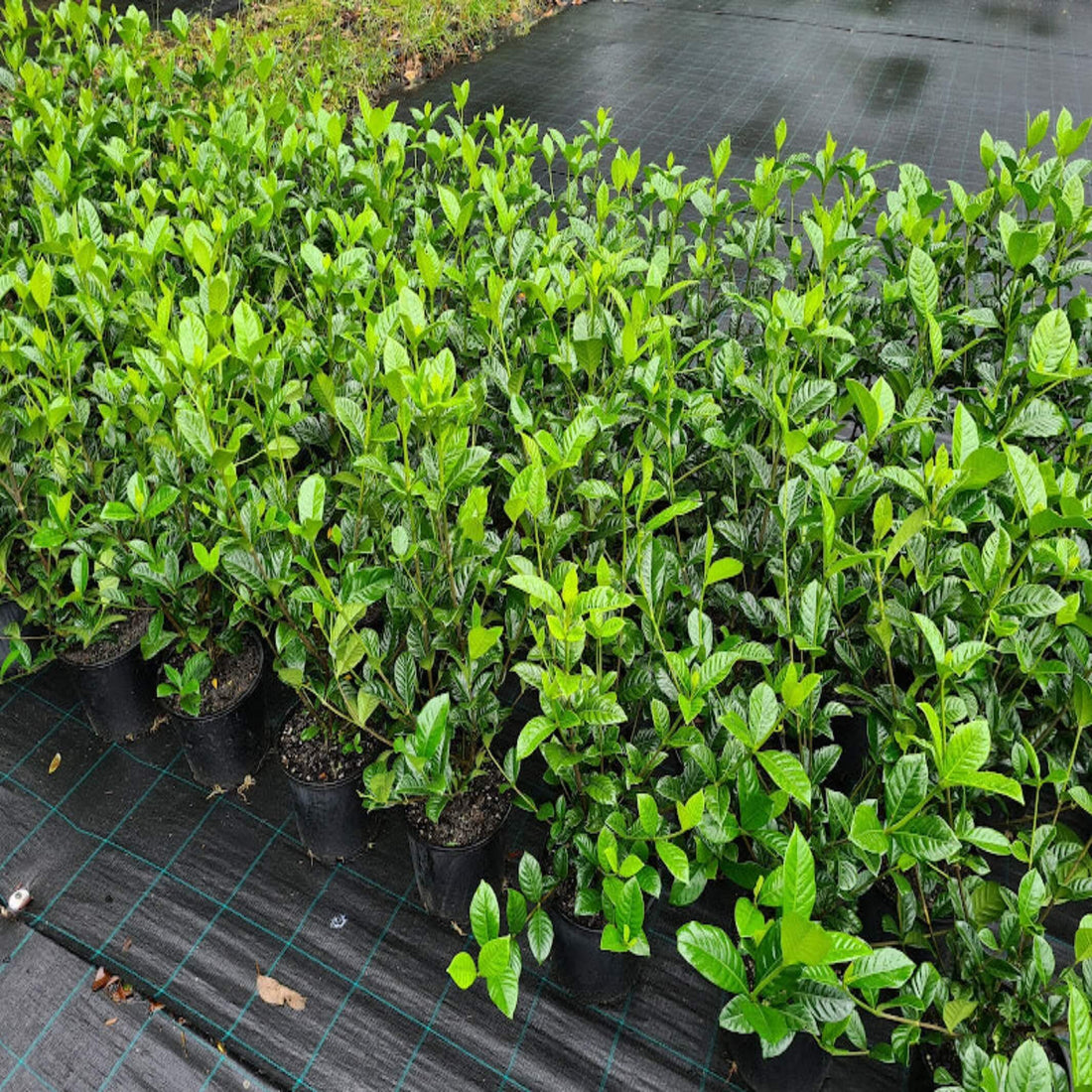 Gardenia 'True Love®' - Ladybird Nursery
