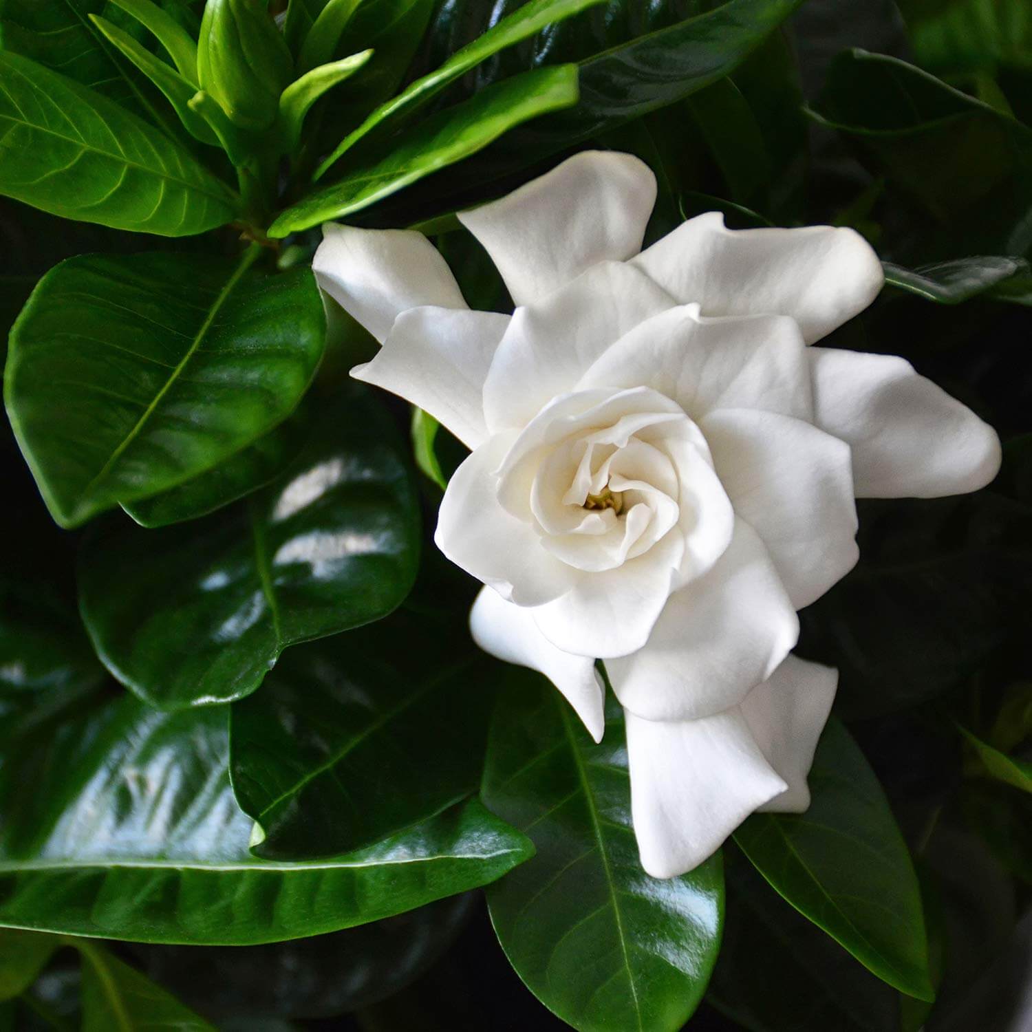 Gardenia White Gold (Gardenia jasminoides) - Ladybird Nursery