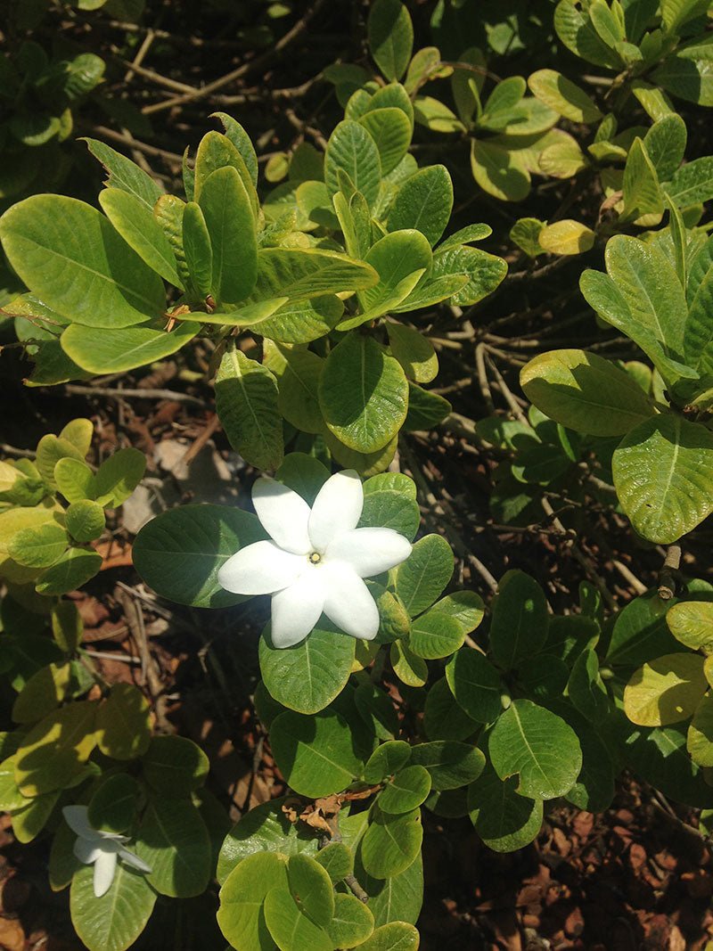 Gardenia White Star (Gardenia psidioides) - Ladybird Nursery