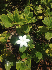 Gardenia White Star (Gardenia psidioides)