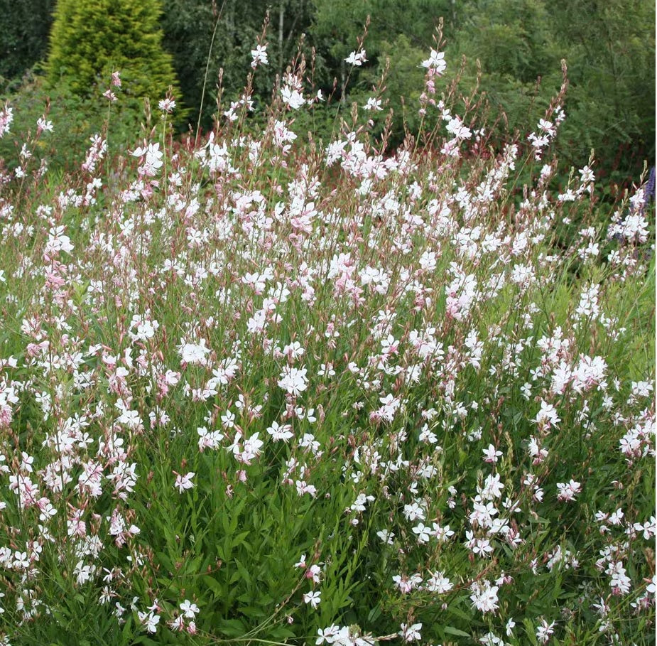 Gaura (Gaura lindheimeri)
