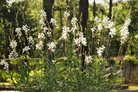 Gaura Baby Butterflies Pearl - Ladybird Nursery