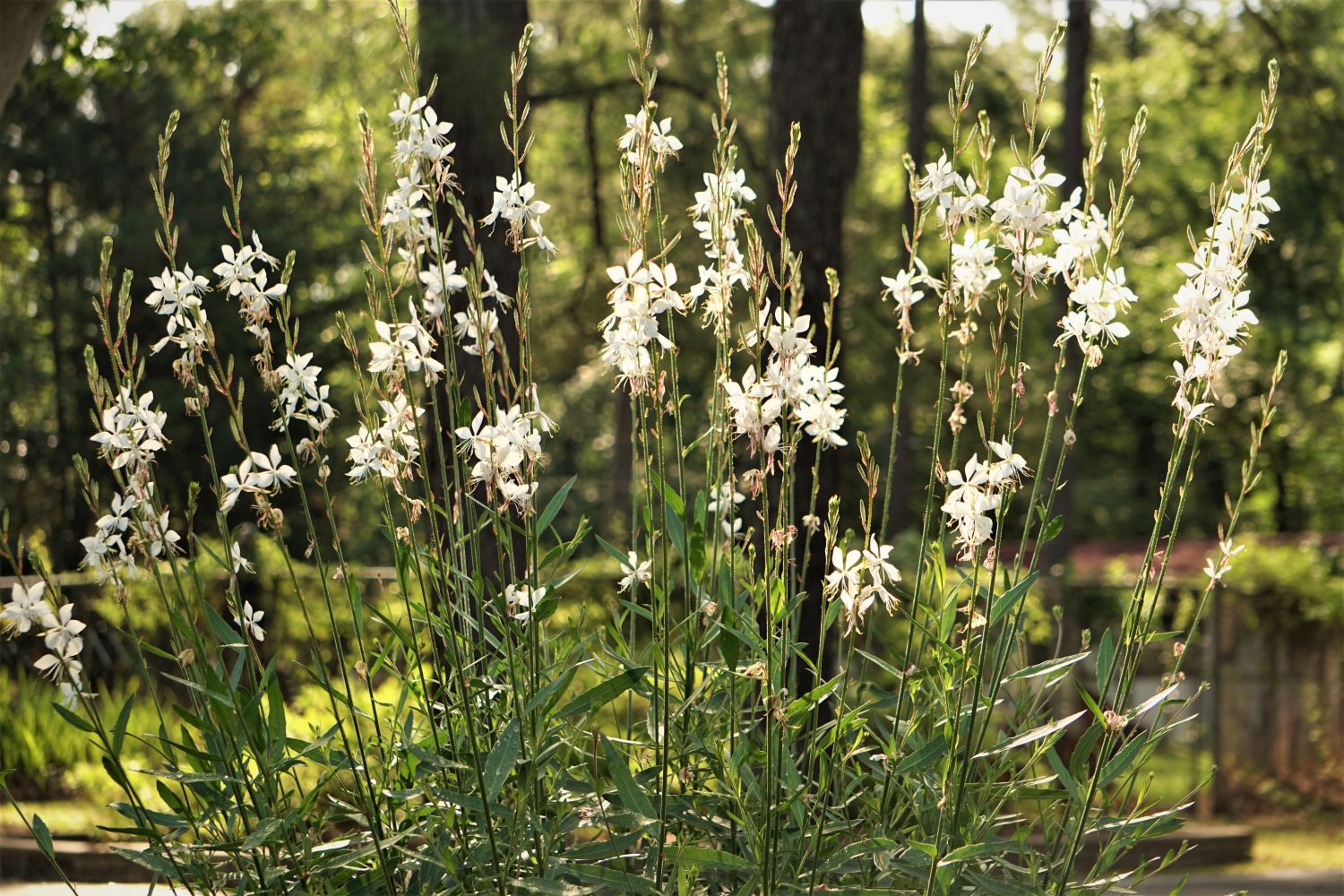 Gaura Baby Butterflies Pearl - Ladybird Nursery