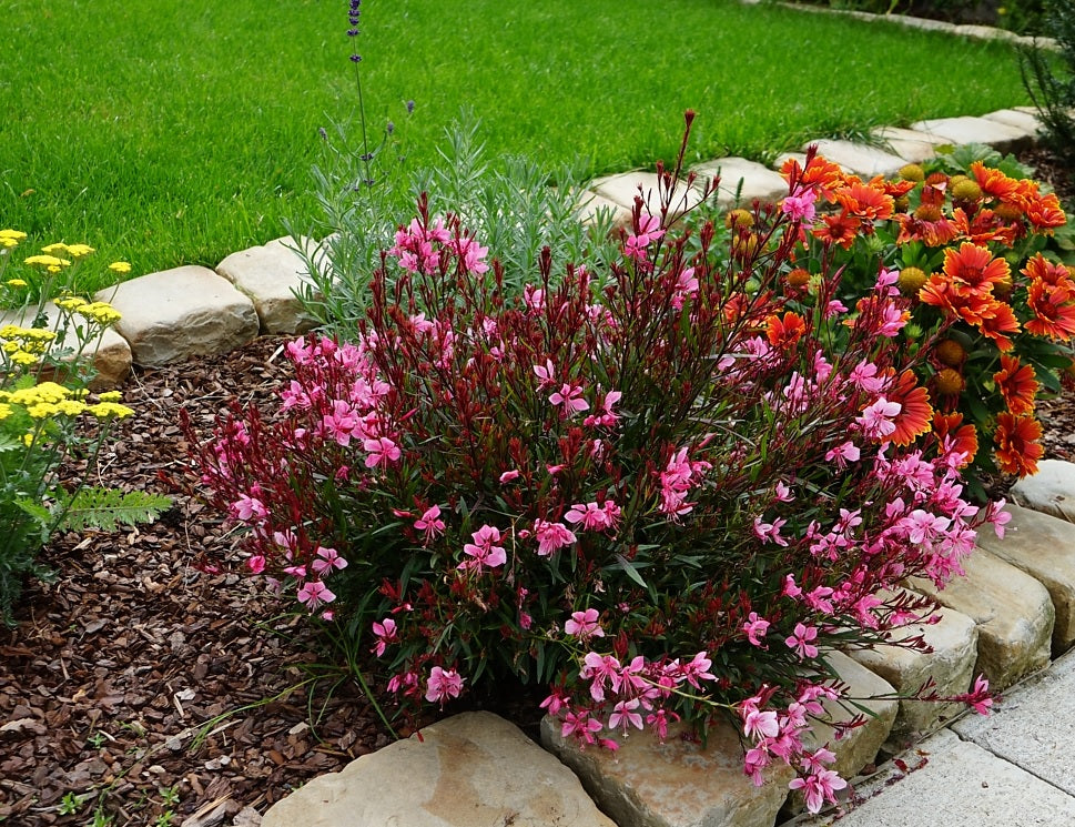 Gaura Baby Butterflies Rose