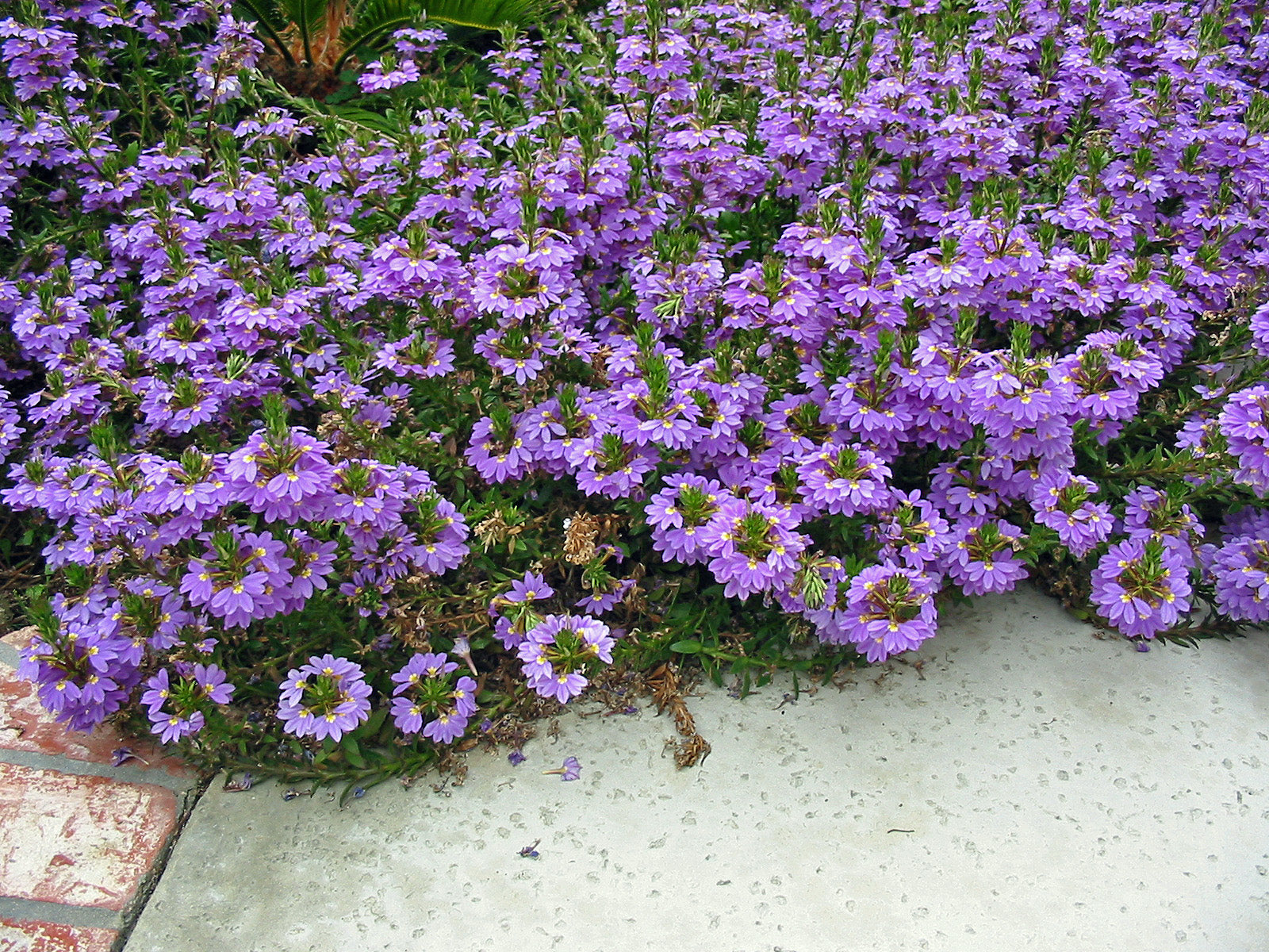 Fan Flower Mauve Clusters (Scaevola aemula)