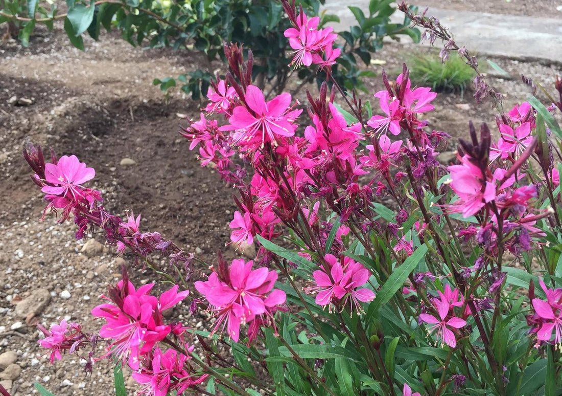 Gaura Belleza Dark Pink (Gaura lindheimeri) - Ladybird Nursery