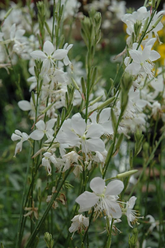 Gaura Belleza White (Gaura lindheimeri) - Ladybird Nursery