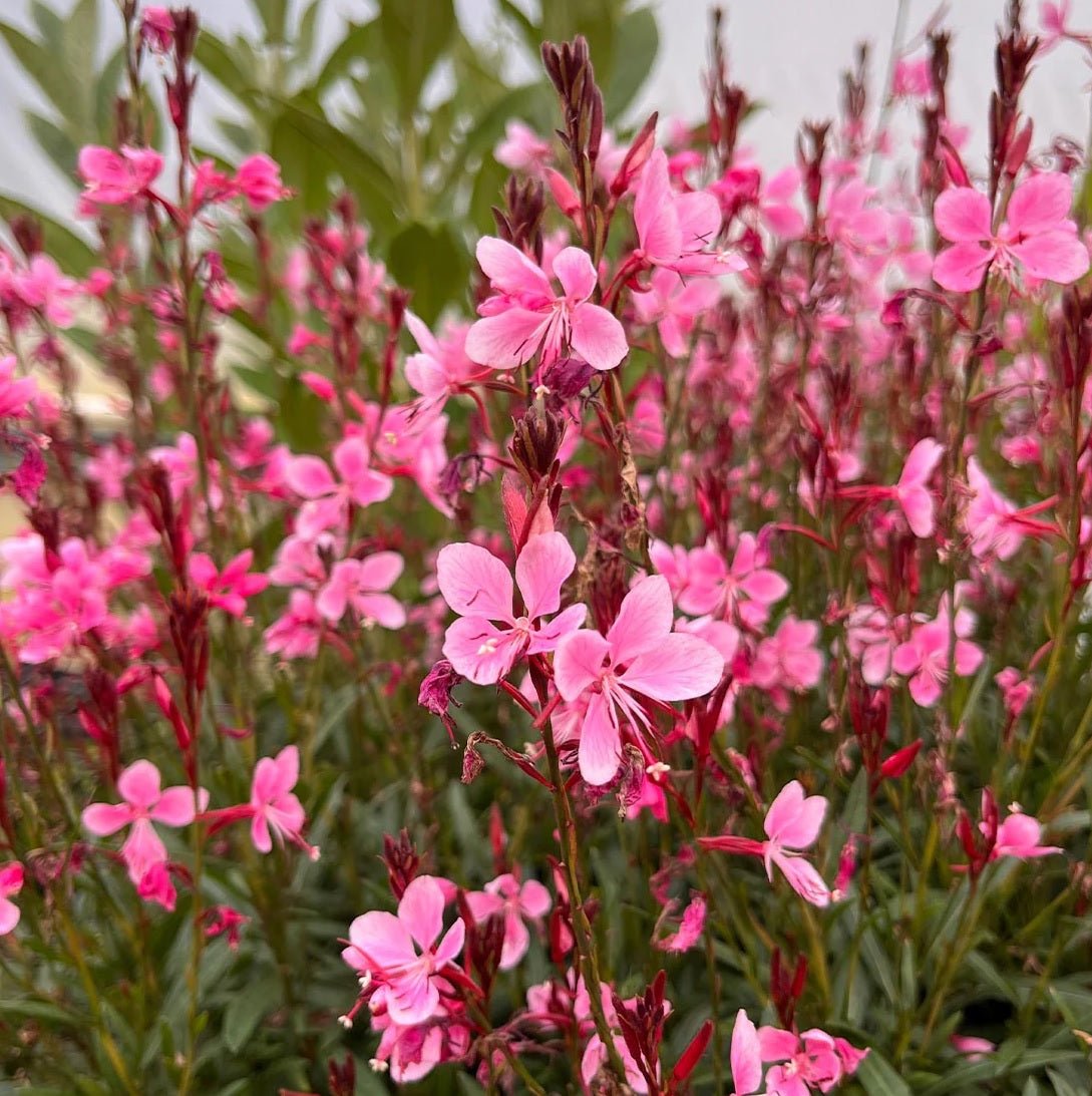 Gaura Confetti Pink (Gaura spp.) - Ladybird Nursery