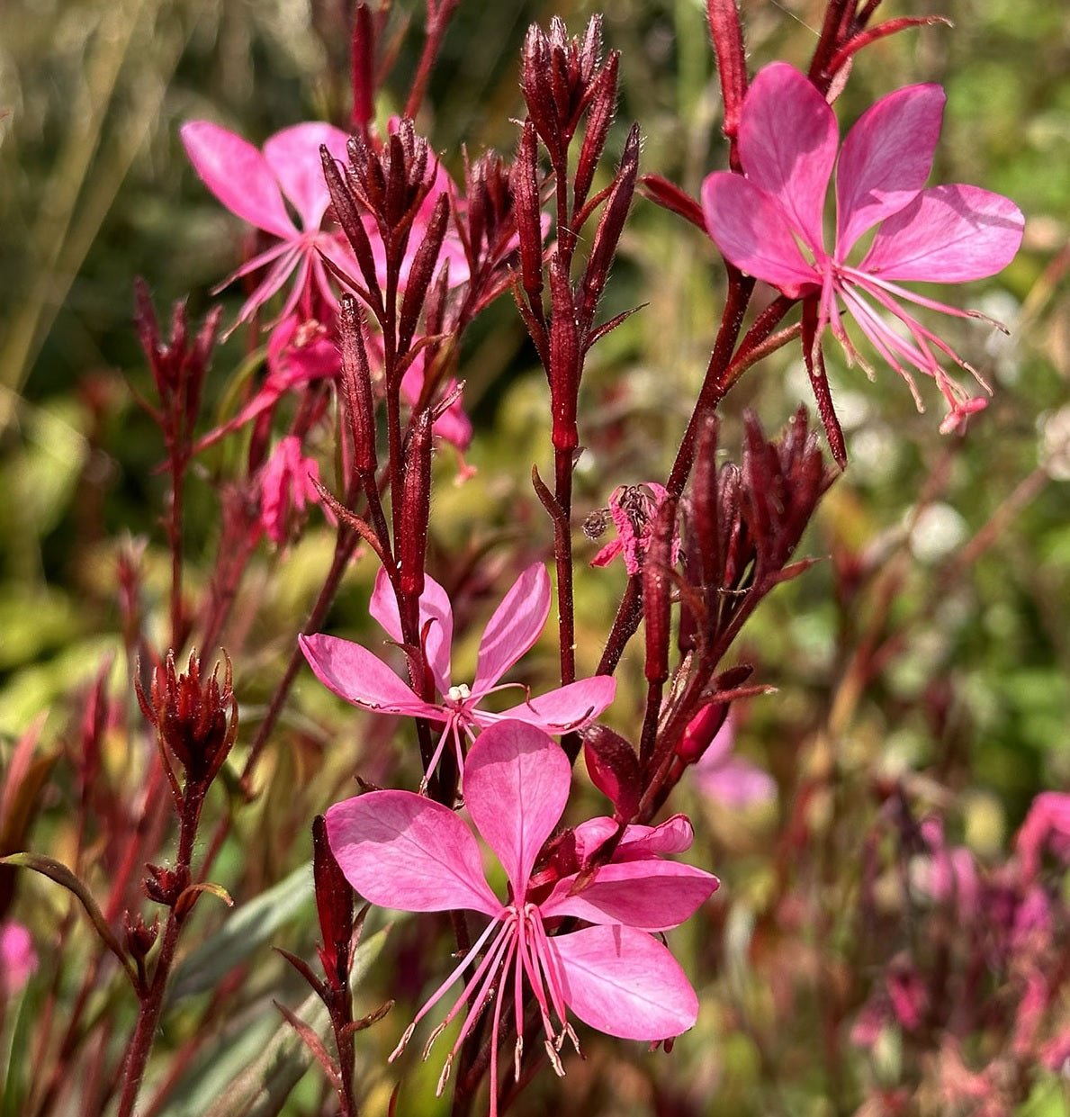 Gaura Dark Pink (Gaura spp.) - Ladybird Nursery
