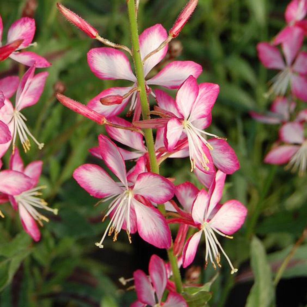 Gaura Gauriella Bicolour - Ladybird Nursery