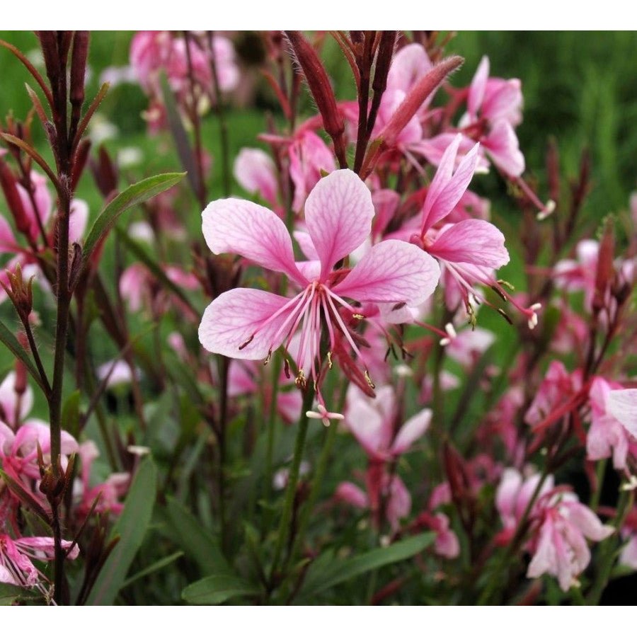Gaura Grace Blush - Ladybird Nursery
