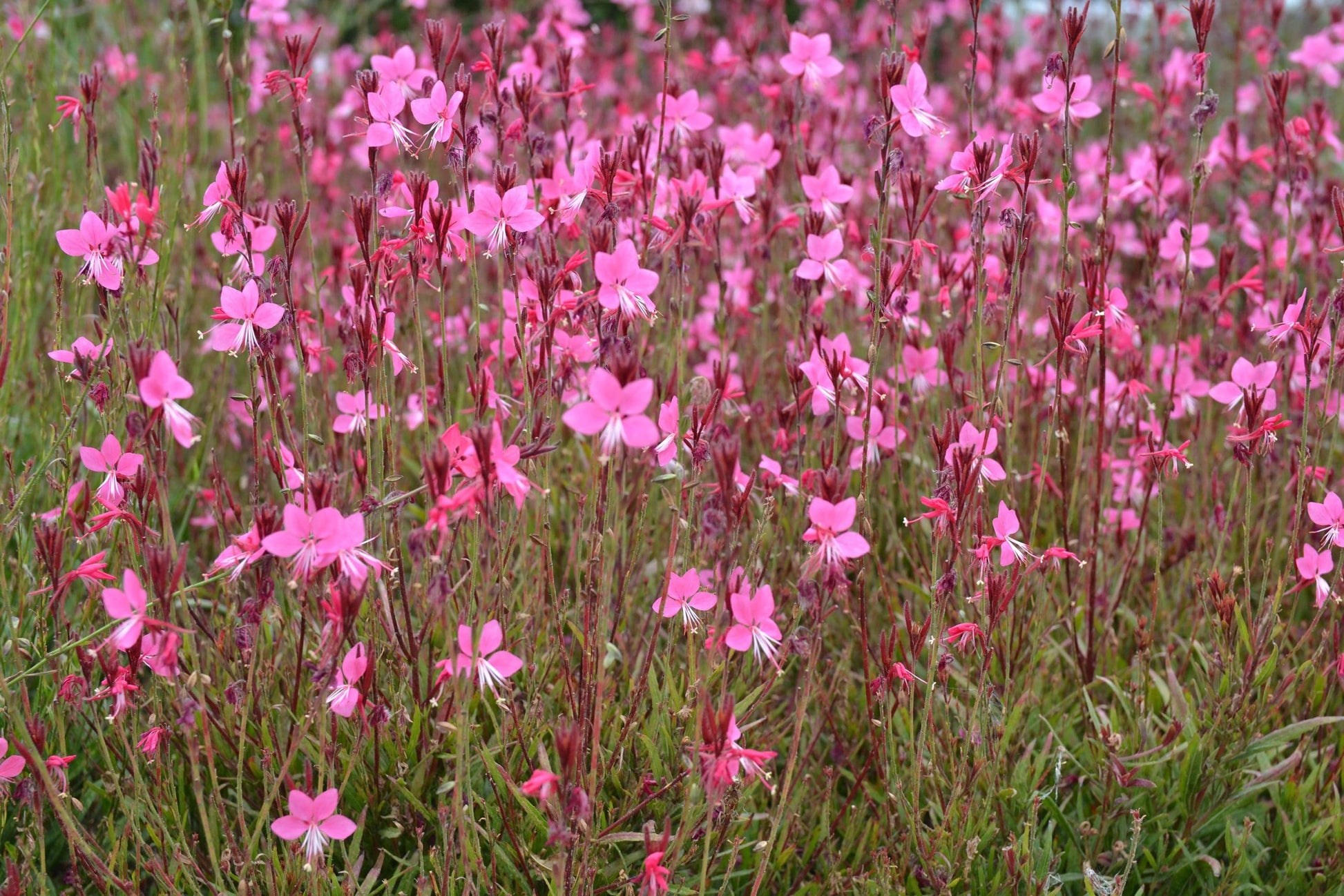 Gaura Grace Compact Pink