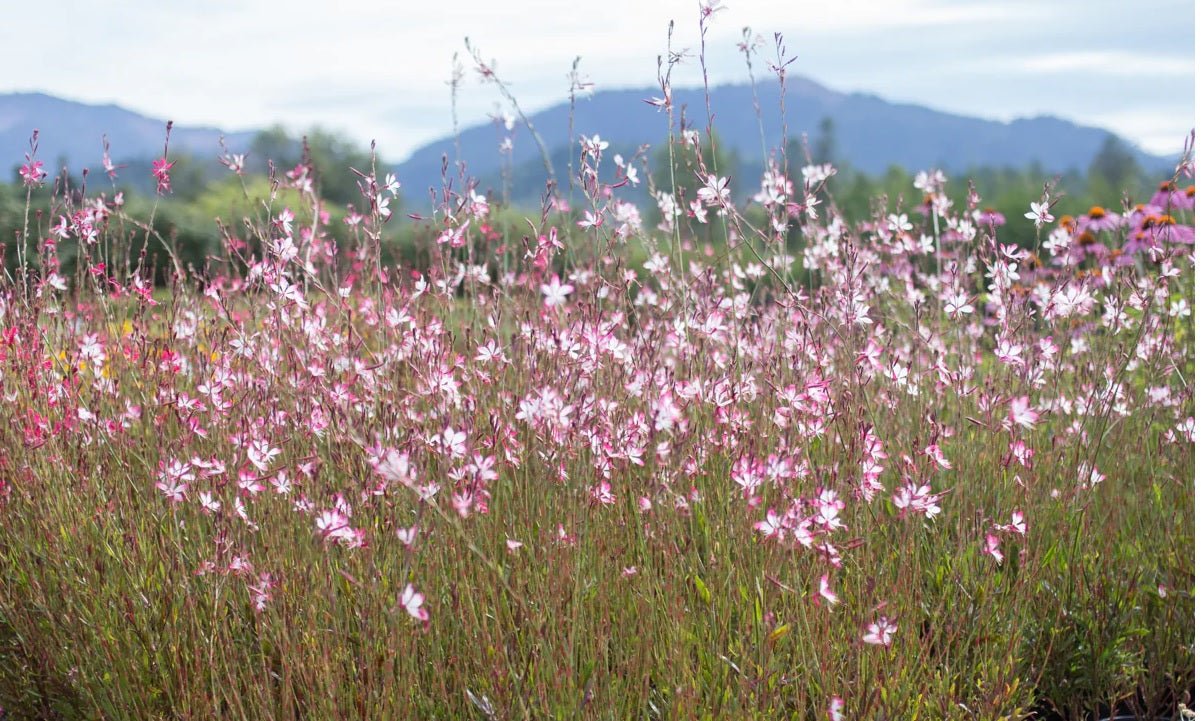 Gaura Little Janie (Gaura lindheimeri) - Ladybird Nursery