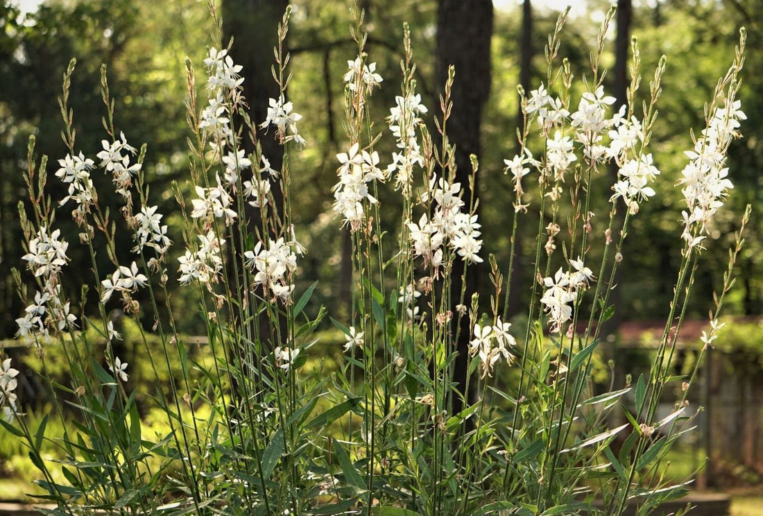 Gaura Pearl Butterflies - Ladybird Nursery
