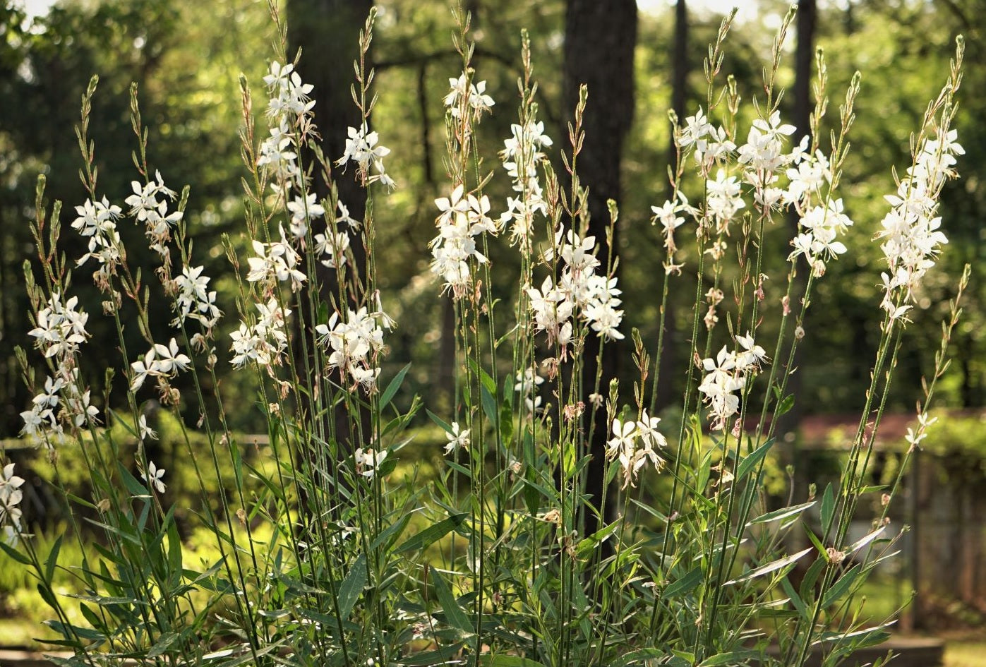 Gaura Pearl Butterflies