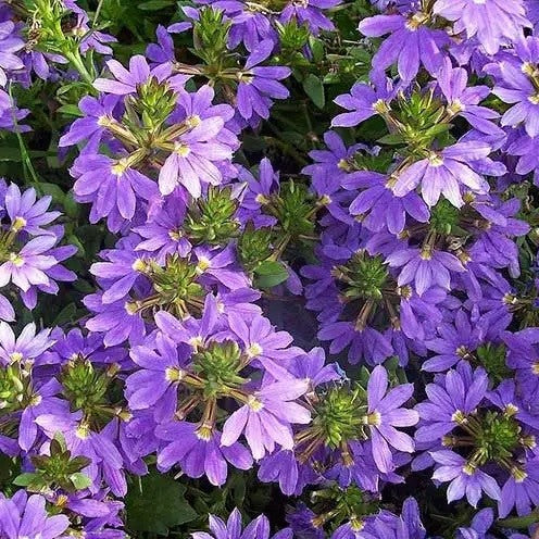 Fan Flower Purple Fanfare (Scaevola aemula)