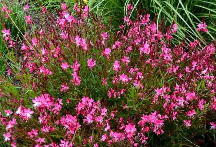 Gaura Pink (Gaura lindheimeri)