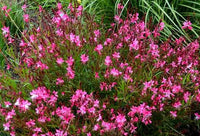 Gaura Pink (Gaura lindheimeri)