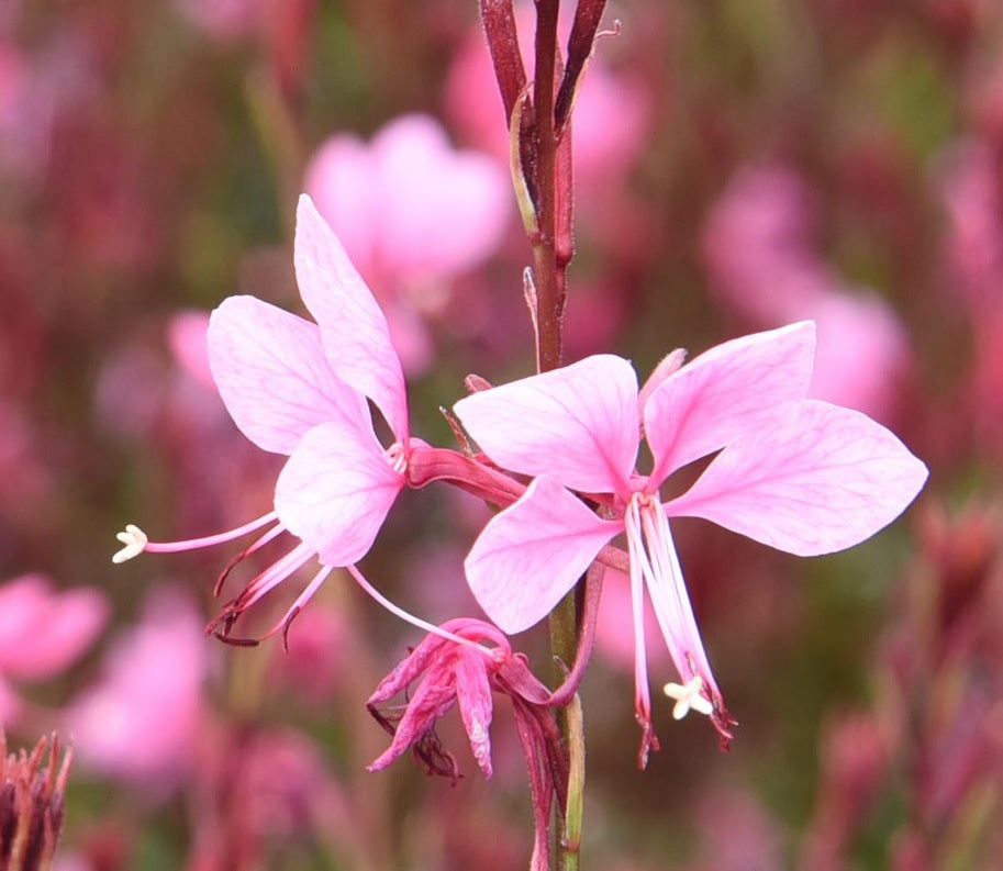 Gaura Pink (Gaura spp.)
