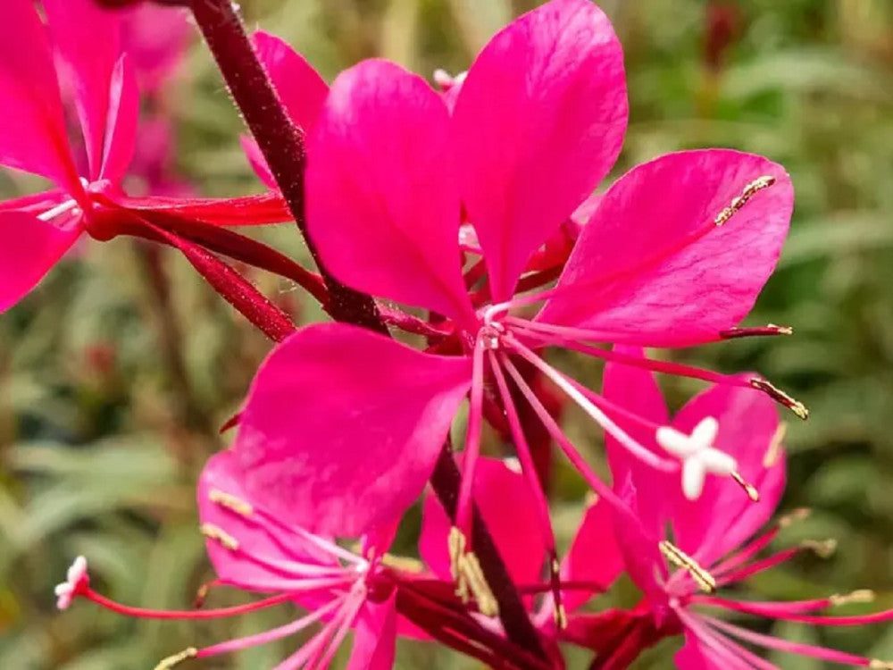 Gaura Rose Butterflies