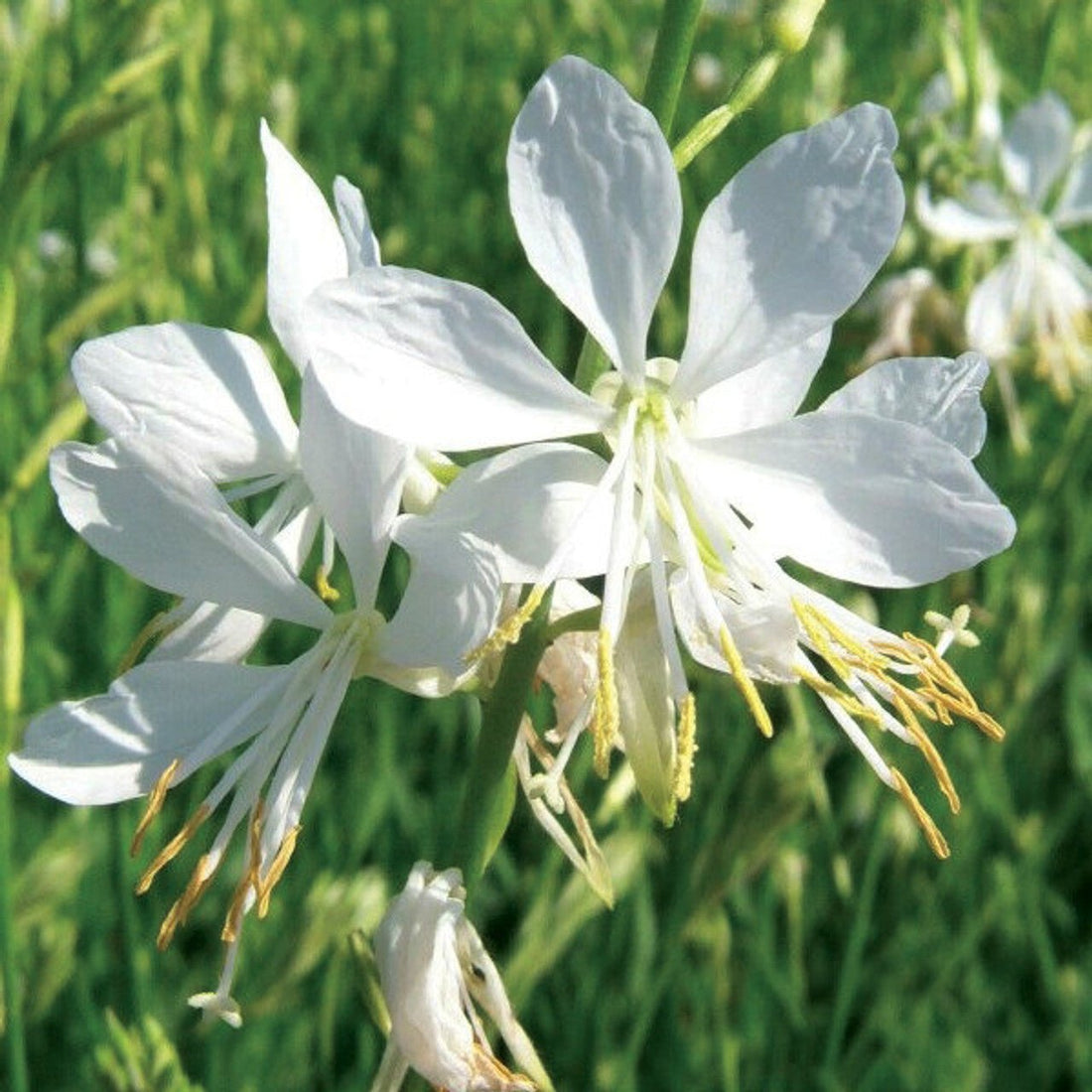 Gaura So White (Gaura lindheimeri) - Ladybird Nursery
