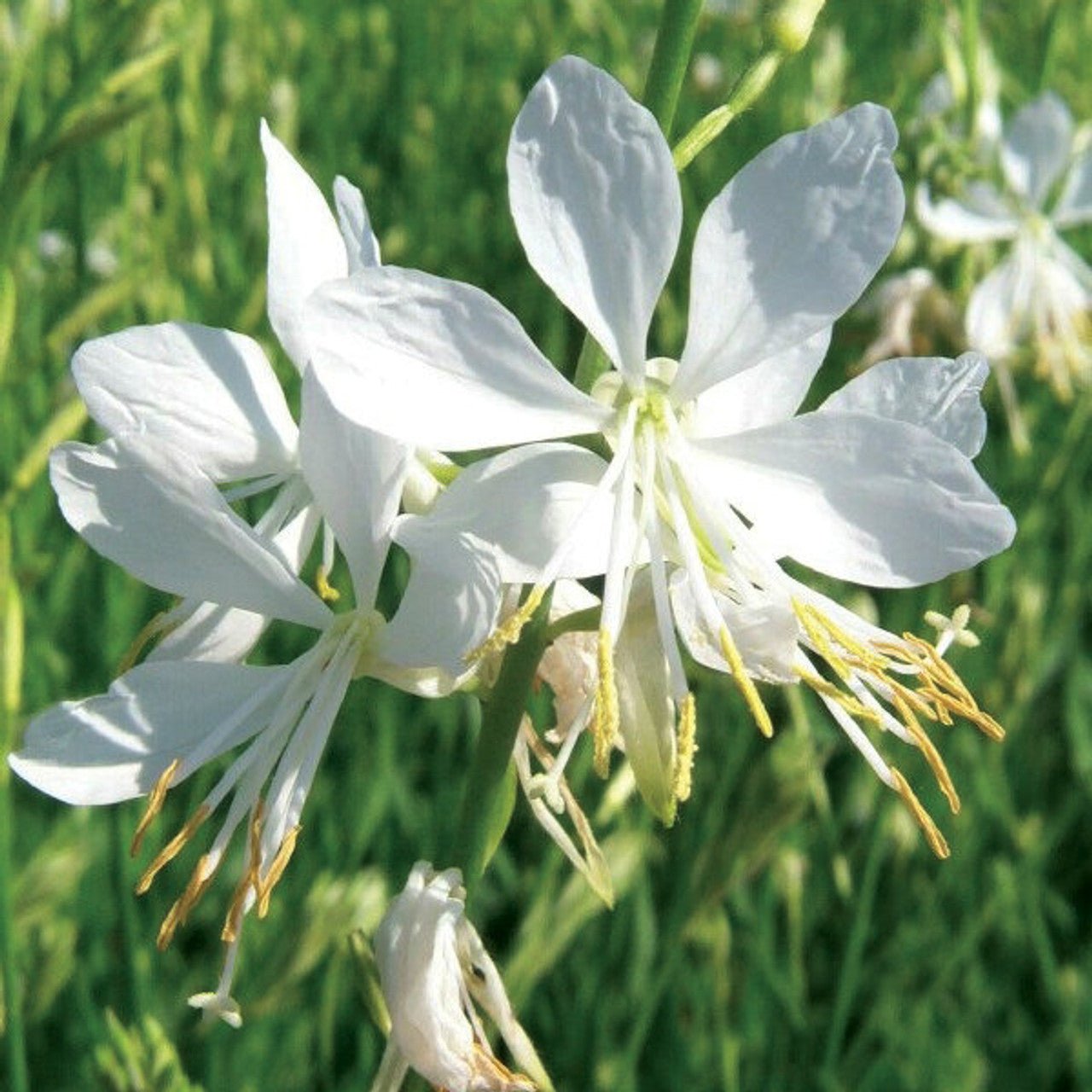 Gaura So White (Gaura lindheimeri) - Ladybird Nursery