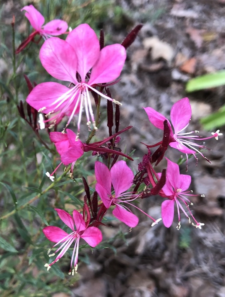 Gaura Variegated Pink (Gaura spp.)