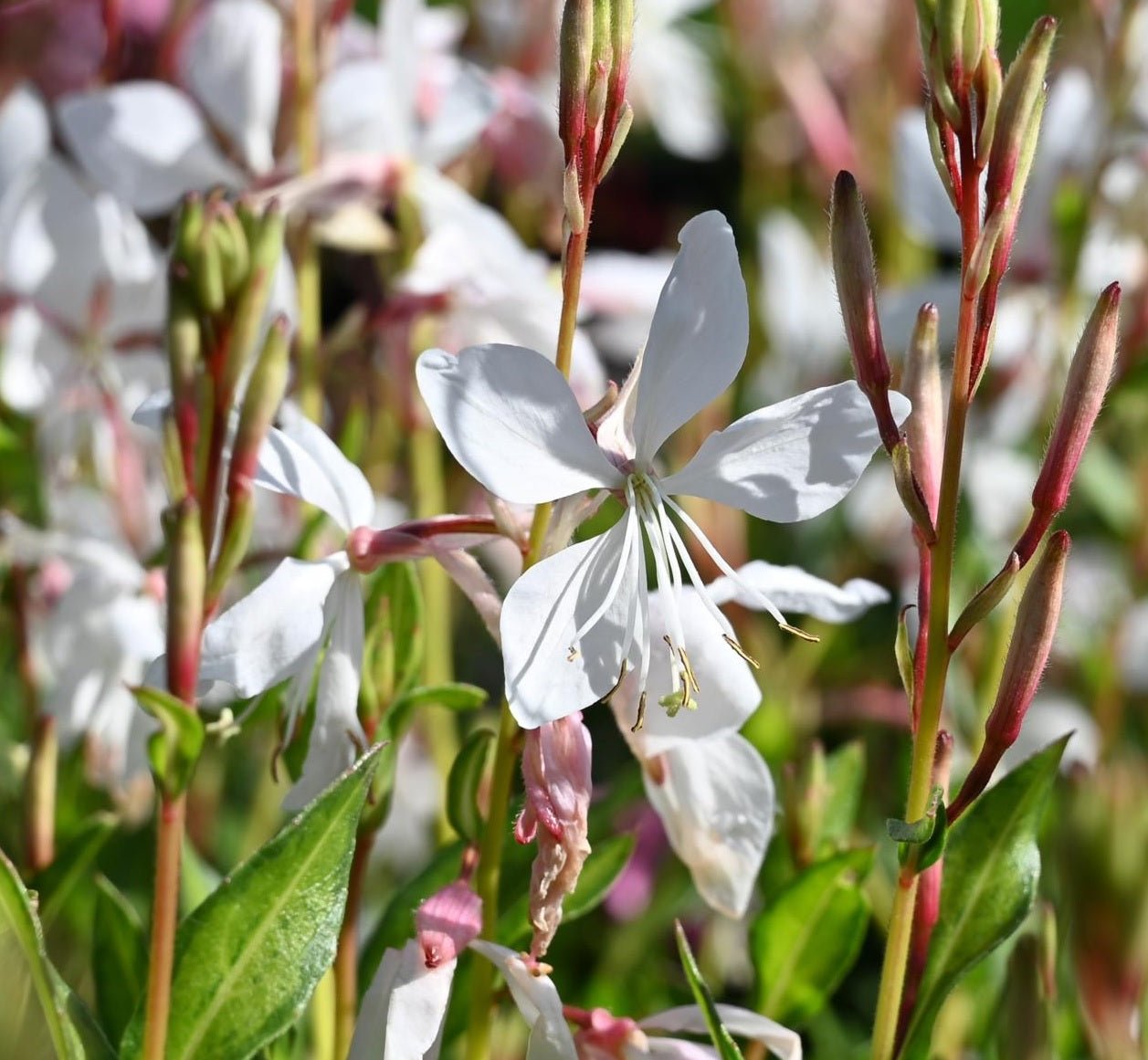 Gaura White (Gaura lindheimeri) - Ladybird Nursery