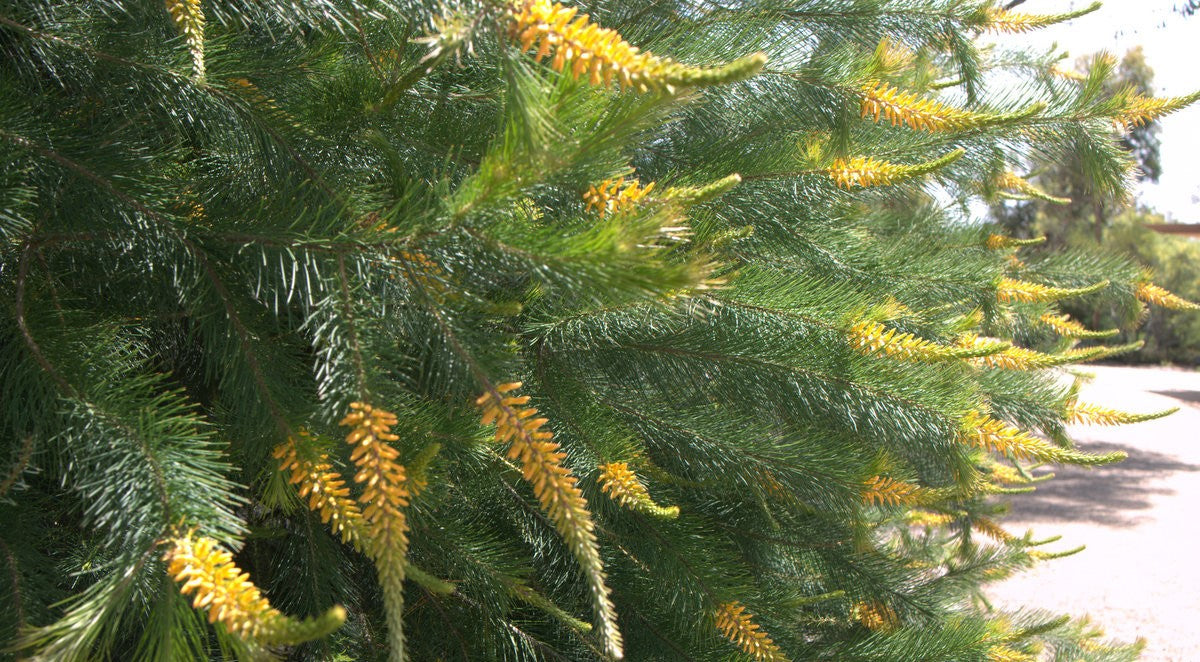 Geebung Gold Lantern (Persoonia)