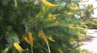 Geebung Gold Lantern (Persoonia) - Ladybird Nursery