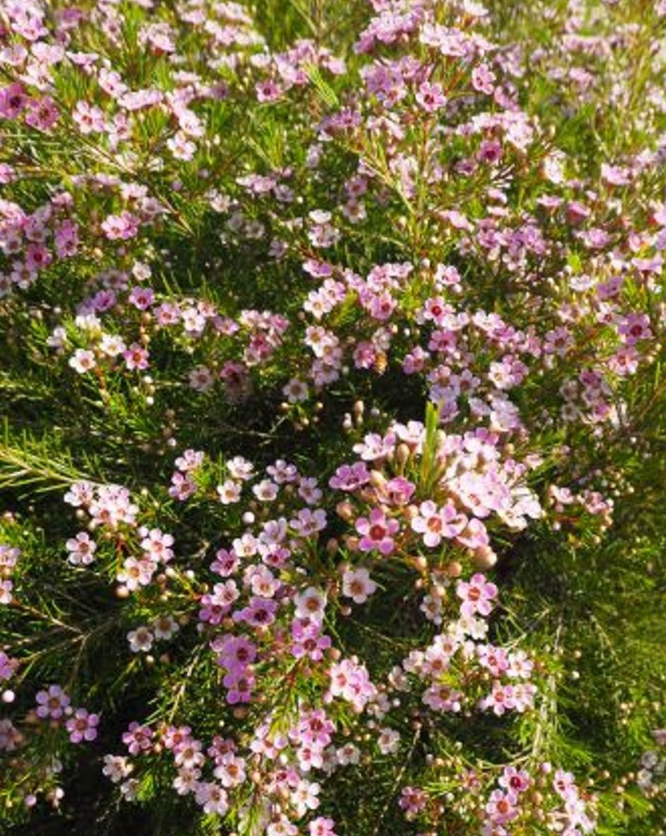 Geraldton Wax Cha Cha (Chamelaucium)