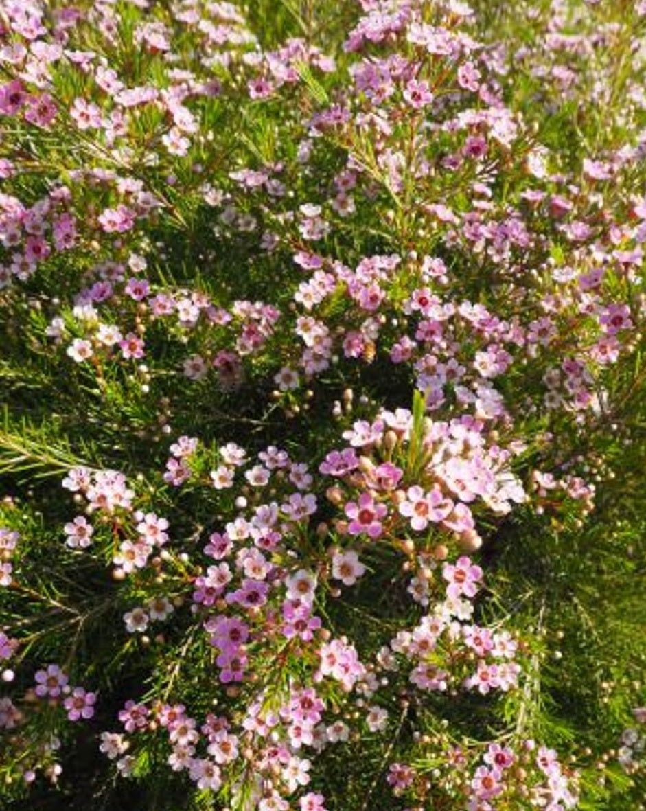 Geraldton Wax Cha Cha (Chamelaucium) - Ladybird Nursery