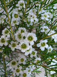 Geraldton Wax Chantily Lace (Chamelaucium) - Ladybird Nursery