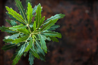 False Aralia (Dizygotheca elegantissima)