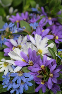 Fan Flower Seaside Magic Mix (Scaevola)