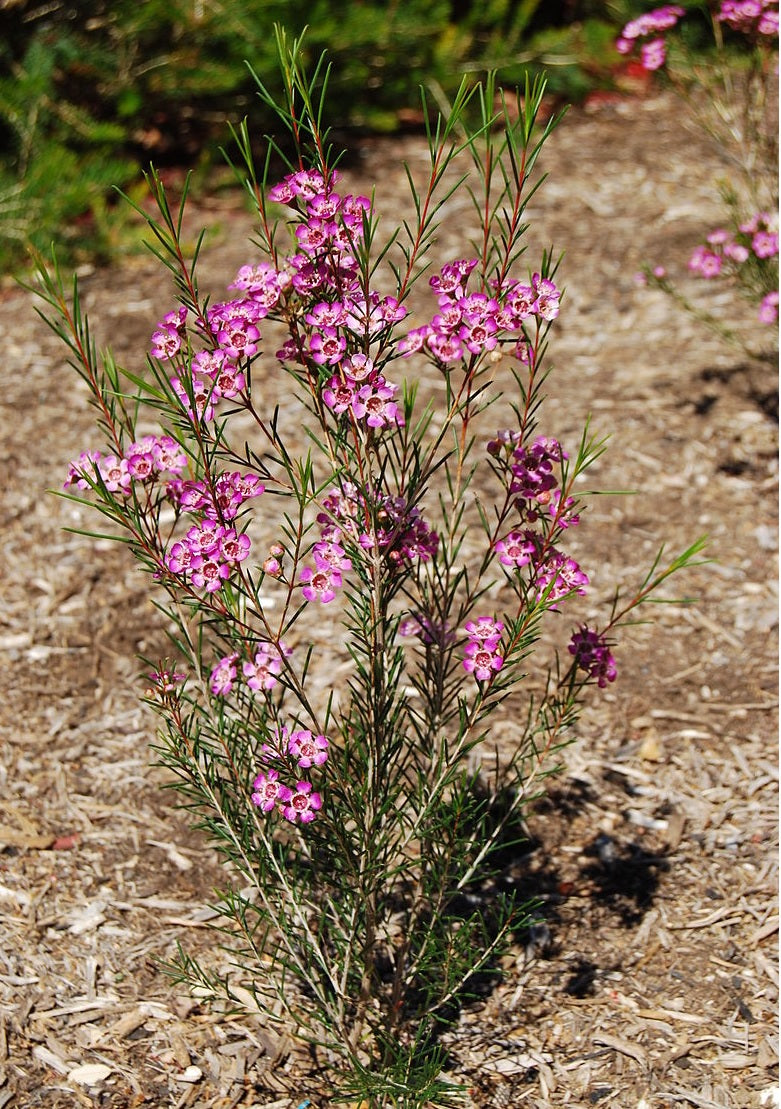 Geraldton Wax Early Pink (Chamelaucium)