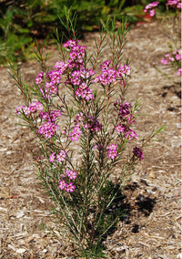 Geraldton Wax Early Pink (Chamelaucium)